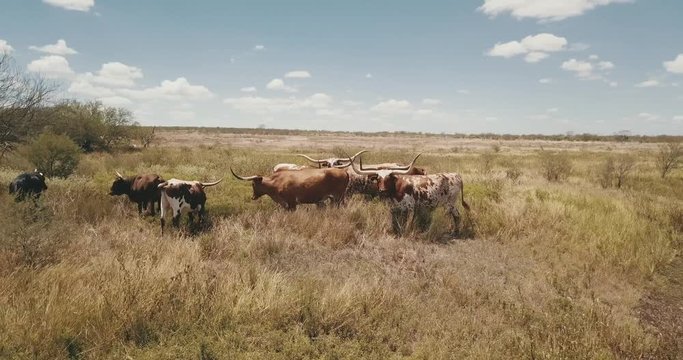 cattle out by a pond.