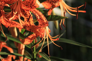 Tiger Lily orange flower 