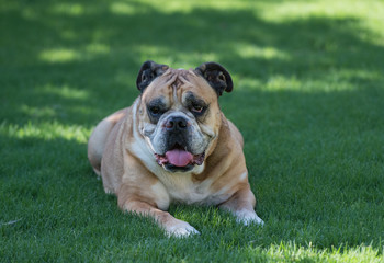 Obraz premium English bulldog enjoying the cool shade of the grass on a hot summer day