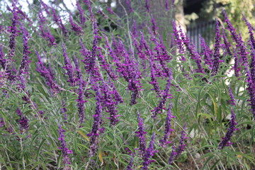 Obraz premium California Lavender