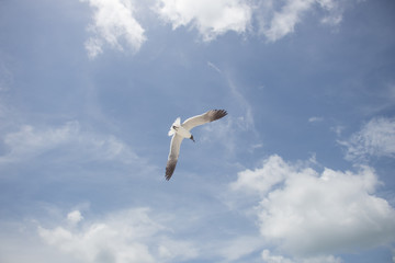 Seagull Above