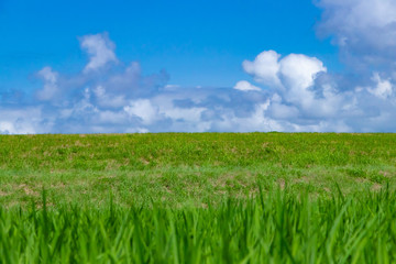 Obraz premium 田んぼと夏の青空