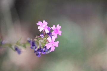 Fototapeta premium Desert Purple