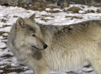 Close up of a Timber Wolf (also known as a Gray or Grey Wolf) in the Snow	