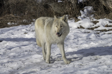 Gray Wolf in the Snow