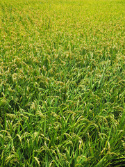 Golden paddy rice field ready for harvest    