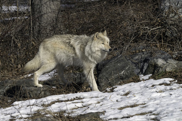 Gray Wolf in the Snow