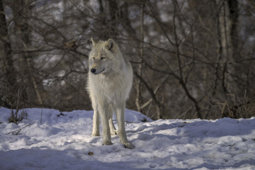 Gray Wolf in the Snow