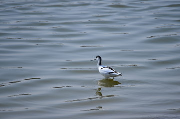 The birds of the sea