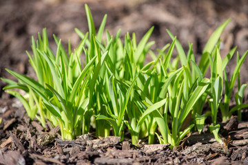 Green life