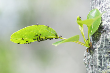Aphid Herding Ants on Cottonwood Leaves