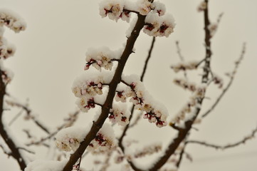 Beautiful apricot flowers