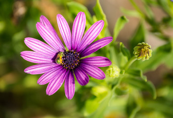 Obraz premium flower