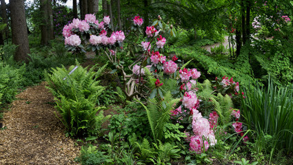 A Panorama - Off the beaten path - in the woods - A cluster of giant pink rhododendrons & the dense green foliage around, gives it a surreal magical wonderland look.