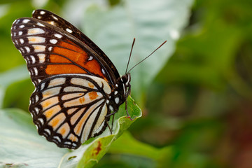 Viceroy Butterfly
