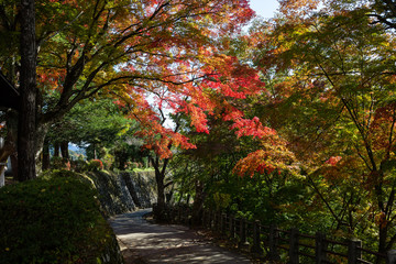 Naklejka premium Autumn colours in Takayama, Japan.