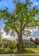 Large tree outside home in Salt Lake