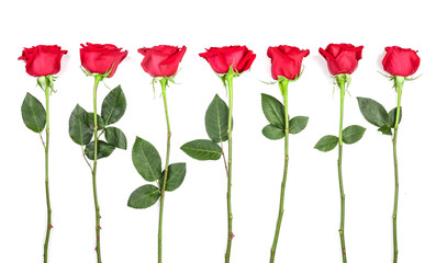 beautiful red rose with leaves isolated on white background. Top view. Flat lay pattern