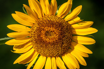 Naklejka premium Sunflower close-up