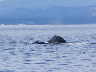Humpback Whale