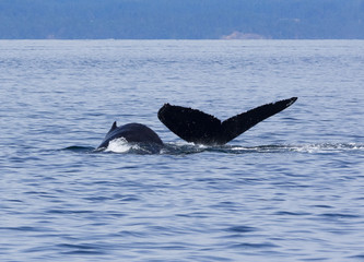 Humpback Whale