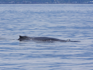 Humpback Whale