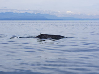 Humpback Whale