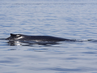 Humpback Whale