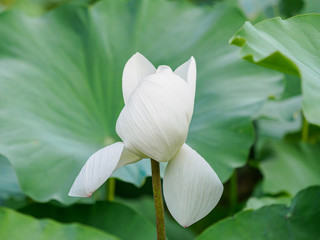 Summer flowers series, beautiful white lotus flowers in pond, white petal with pink edge.