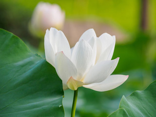 Obraz premium Summer flowers series, beautiful white lotus flowers in pond, white petal with pink edge.