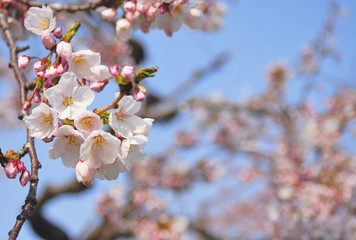 Fototapeta premium 桜 春 素材