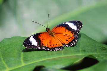 Beautiful Orange Lacewing butterfly