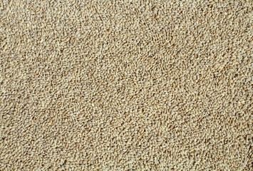 Barley grits, close up as natural food background