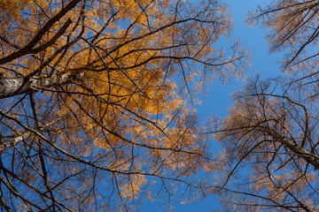 Autumn colours in Kamikochi, japan