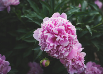 Pink Peonies