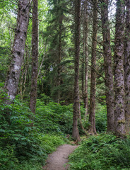 Fototapeta premium Tall pine trees stand above dirt path through green forest in Pacific Northwest.