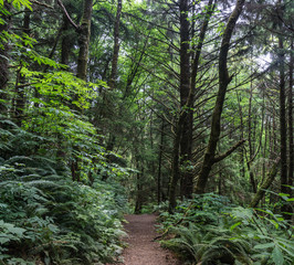 Empty walking trail in green rainforest of coastal Pacific Northwest.