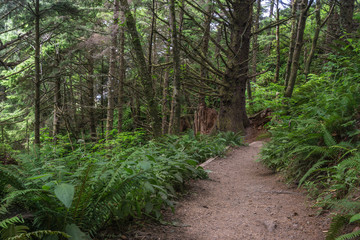 Dirt hiking path on the side of a rainforest in green forest of Oregon.