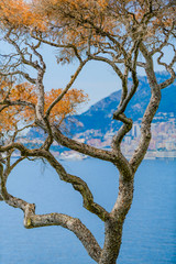 Abstract composition with tree branches on Cape Martin. France. Cote d'Azur.