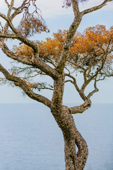 Abstract composition with tree branches on Cape Martin. France. Cote d'Azur.