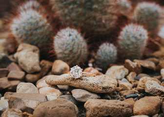 Ring Among Cacti