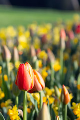 The field of red and yellow tulip in Koukenhof, Netherland