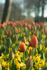 The field of red and yellow tulip in Koukenhof, Netherland
