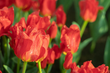 The field of red and yellow tulip in Koukenhof, Netherland