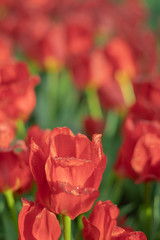rural, vibrant, summer, view, garden, field, floral, leaf, background, bright, park, nature, spring, travel, tulip, group, netherlands, landscaped, season, green, growth, plant, flower, beauty