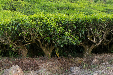 Green tea bud and leaves, tip of tea leaves growing . Tea plantations at Indonesia