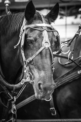 Horse 71