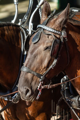 Horses 20