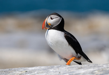 Atlantic Puffin