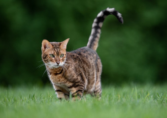Fototapeta premium Bengal Cat